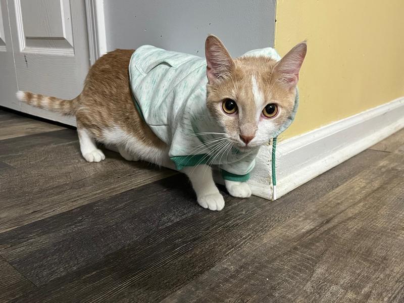 A decent fit - he's 9 lbs - he's a little less excited.