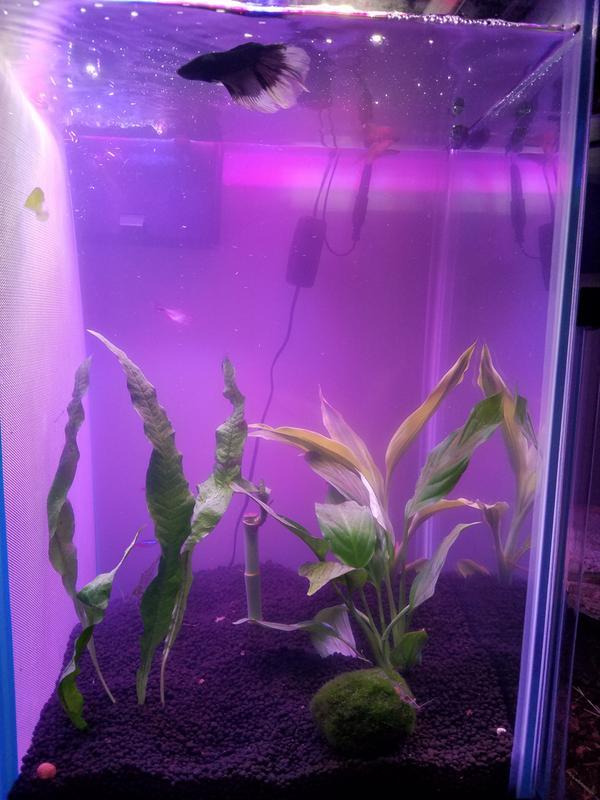 Imagitarium Carbon Filter Media. 10" x 18, | Petco