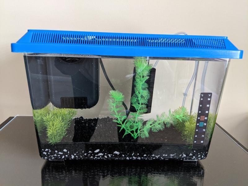 My quarantine temporary tank.