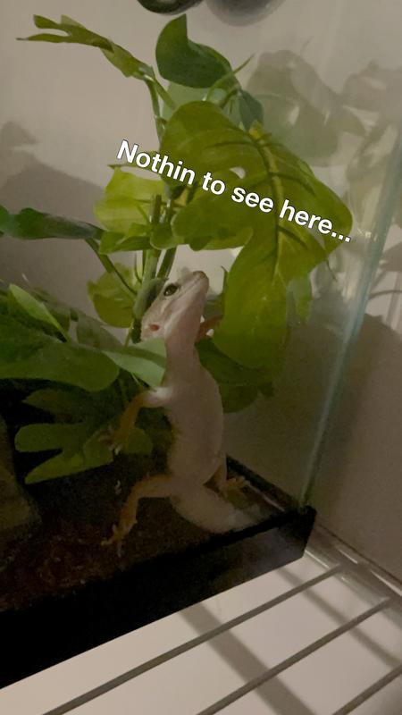 My gecko likes the plant