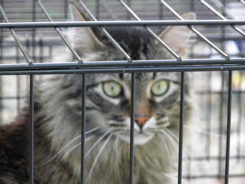 Photo - commentaire 7.