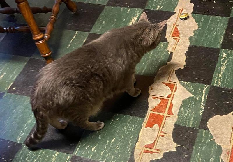 Look up past my cat's right ear and you'll see the toy.