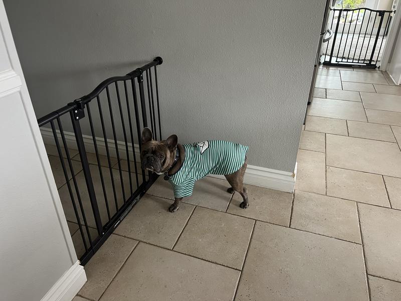 Ready for our walk in his new attire