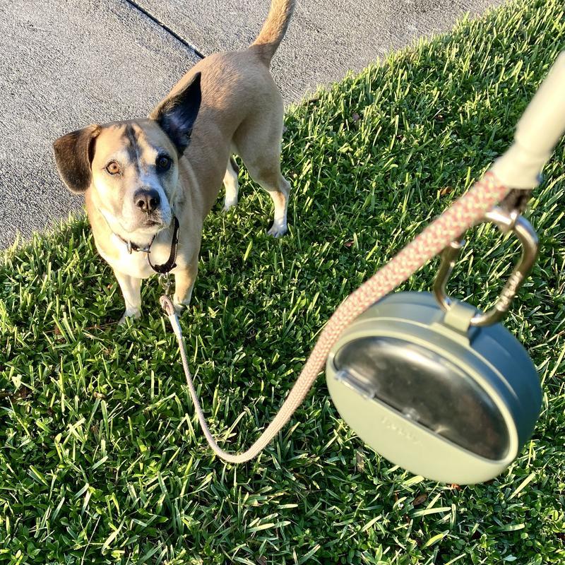 Clips securely to leash and more
