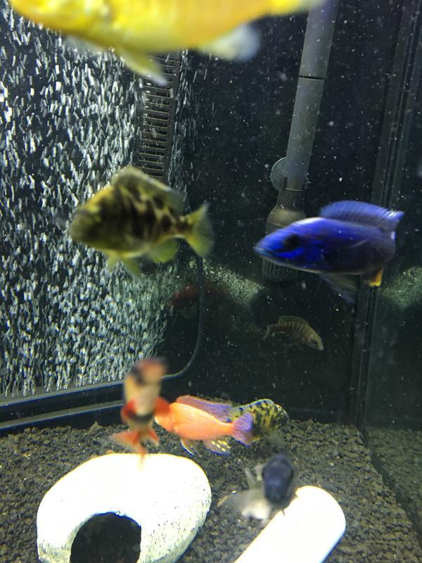My tank