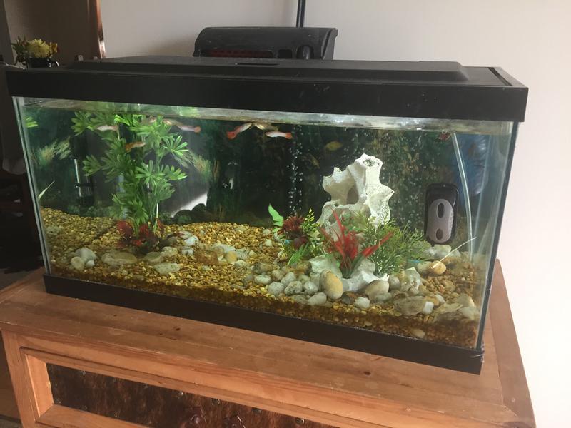 Tank with scrapper on the right.