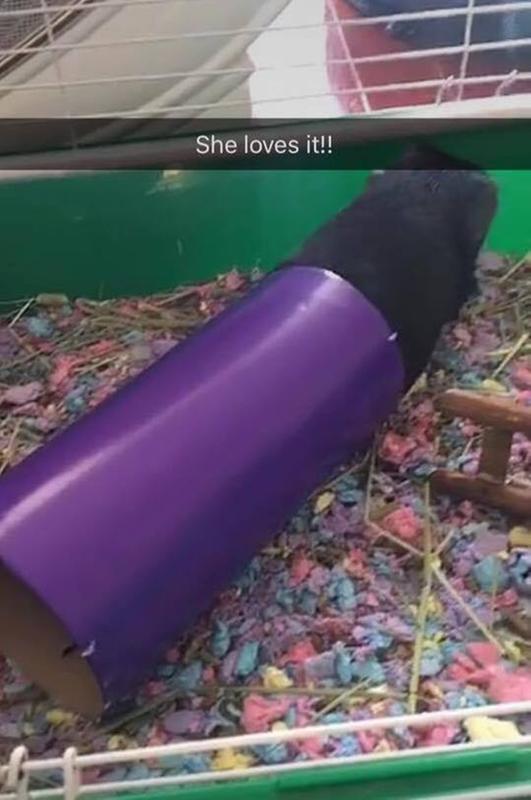Lily and her new favorite toy