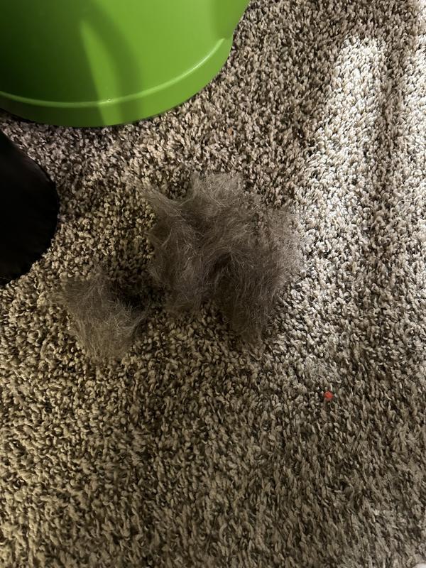 Brushing made him so relaxed