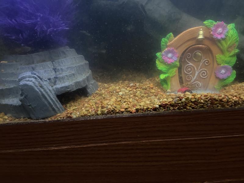 Perfect size for my smaller fish