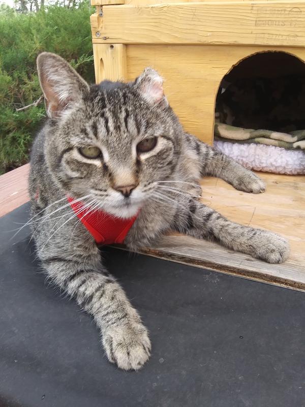 Kitty Kitty relaxing after trying on her harness.