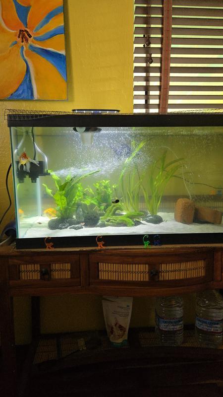 Jungle Vallisneria River!