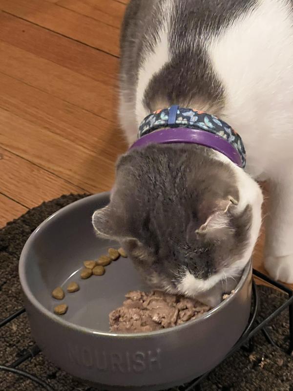 Loving his wet and dry food separate!