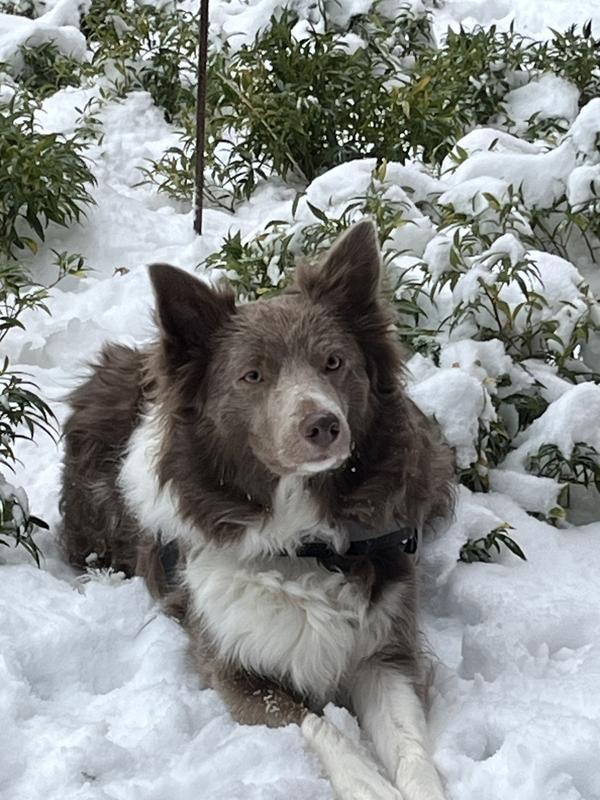 Luna loves the snow