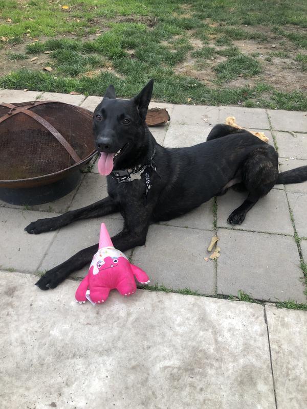 HAPPY BOY!