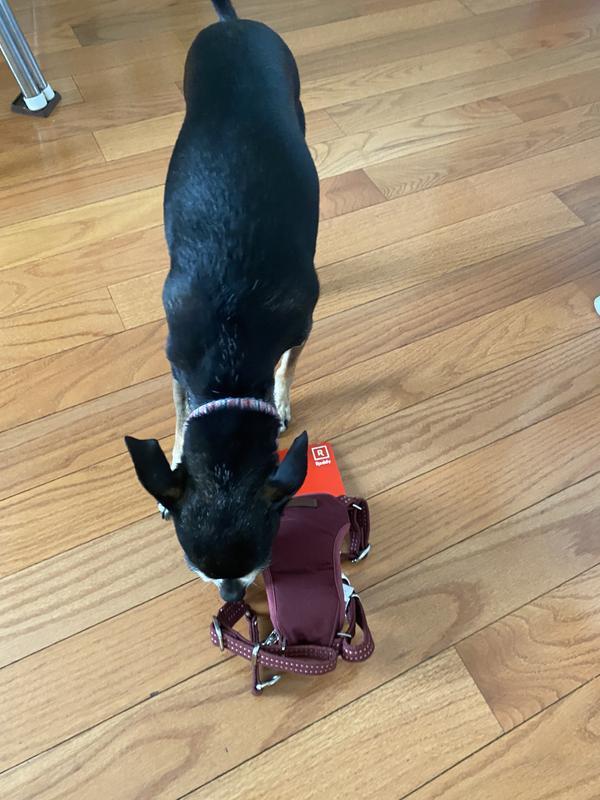 Excited for her walk in a new harness