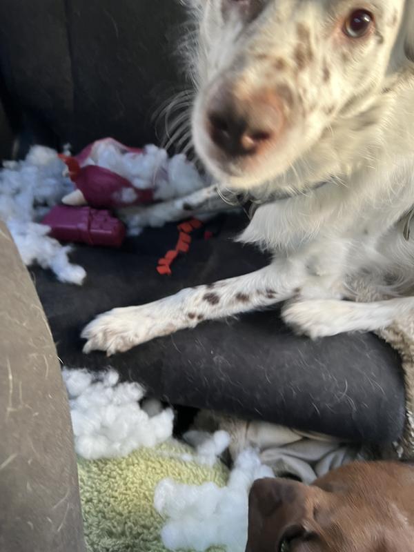 Ripped apart in minutes revealing lots of cotton, not safe for ingesting