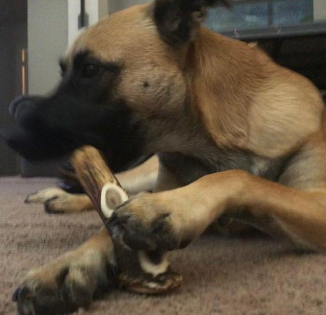 Her new favorite chew