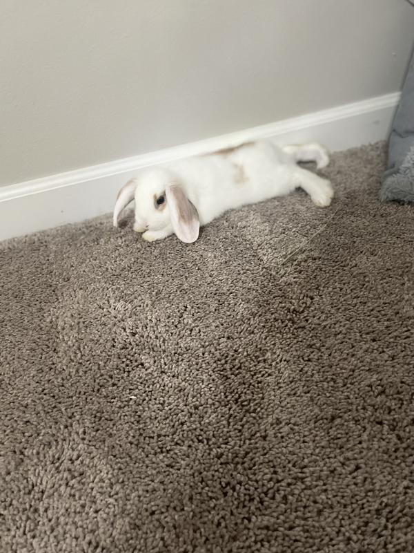My bunny loves
