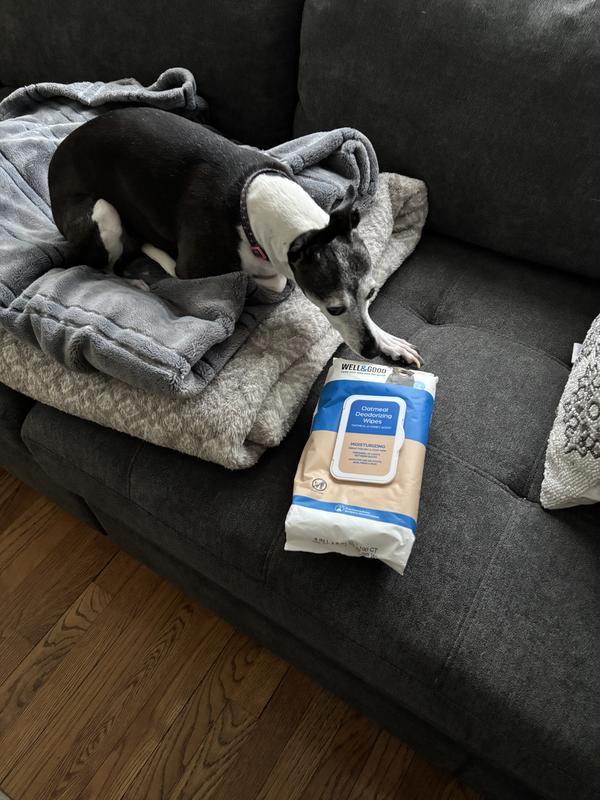 Dog sniffing to check out