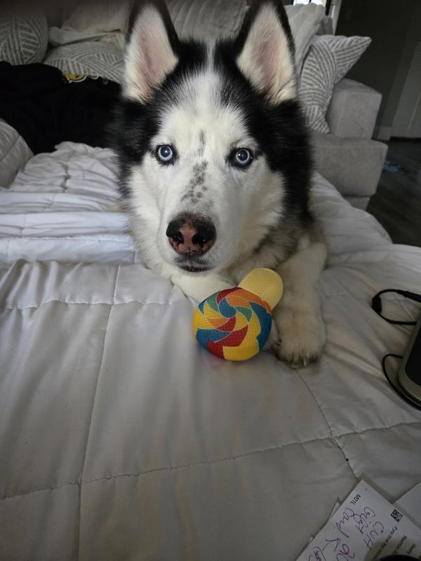 Happy husky