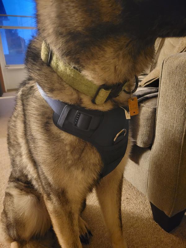 Harps modeling the harness