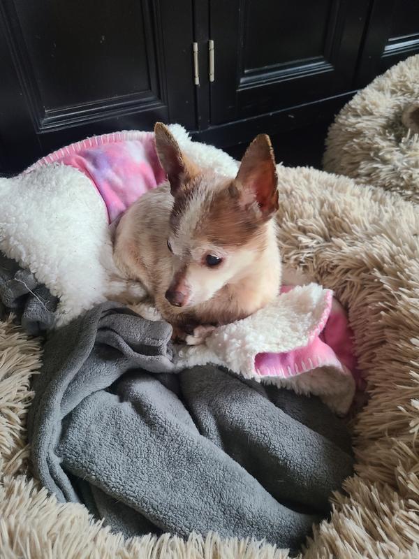 This is Gucci my 6lbs chihuahua. Notice how he prefers to be on the soft blanket.  He does not care that it is pink, he loves it and it keeps him nice and warm.