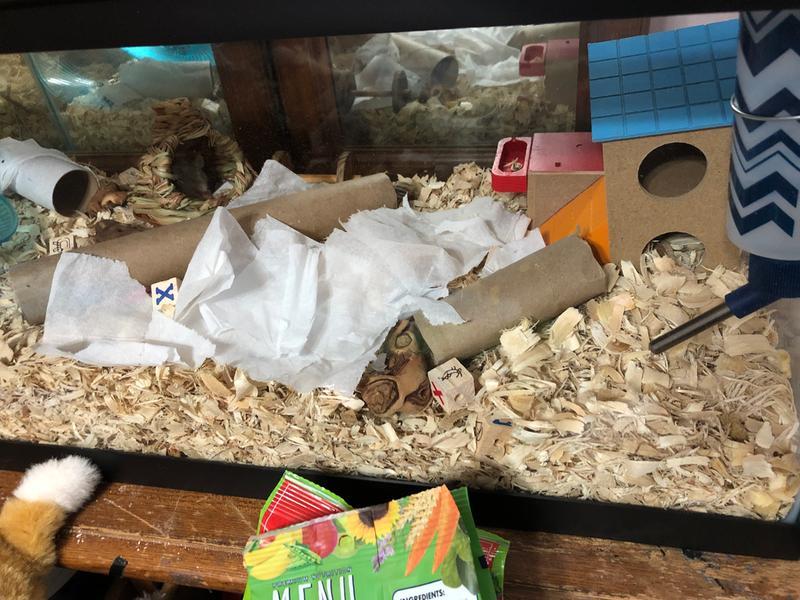 The house in a 20 gallon tank