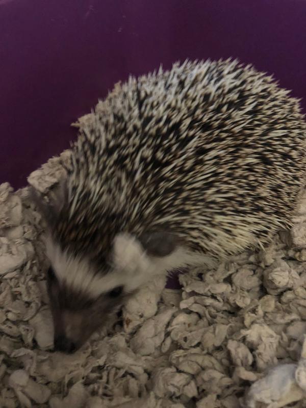 Hedgie rolling her toy