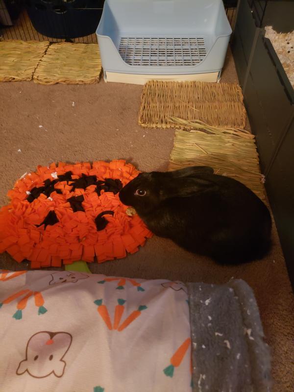 Panther Rabbit