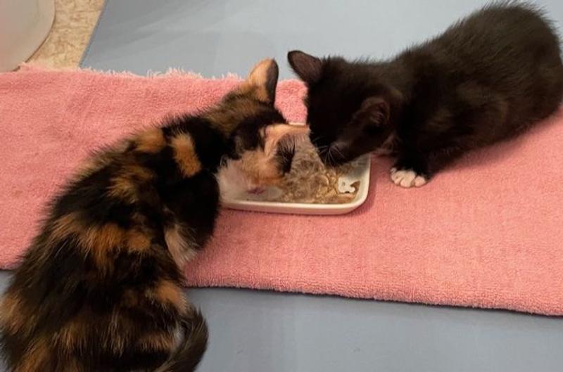 Sable and Inky gobbling up their WholeHearted Kitten food