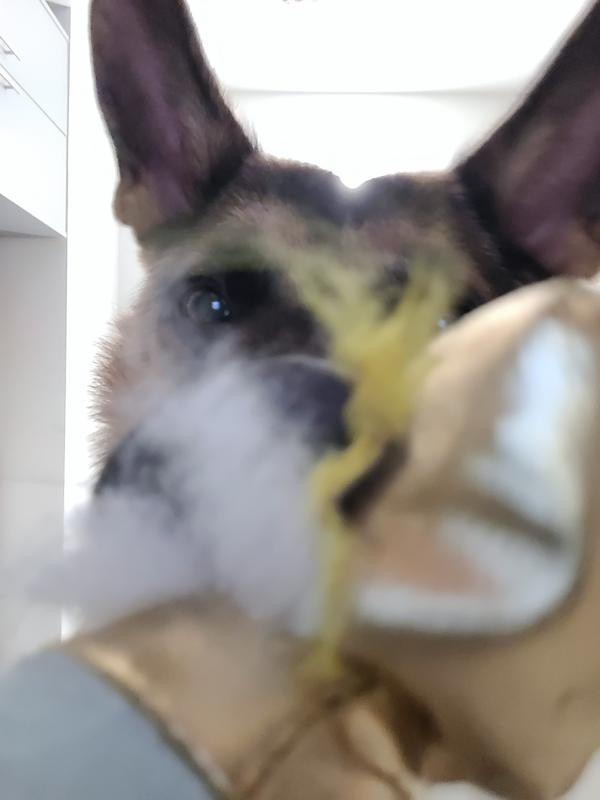 Its all fun and games until the fluff comes out!