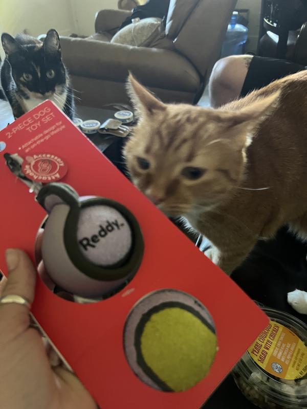 Cat inspector