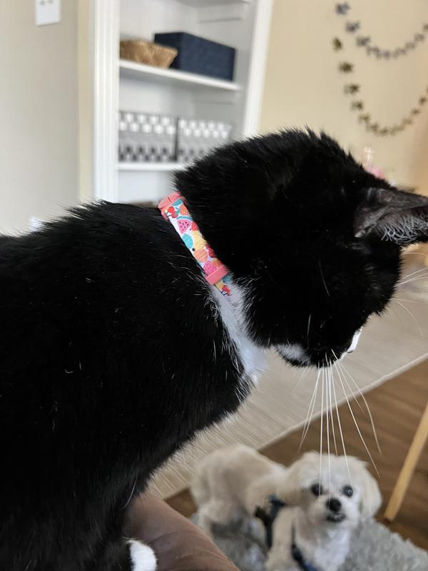 Cutie in a collar
