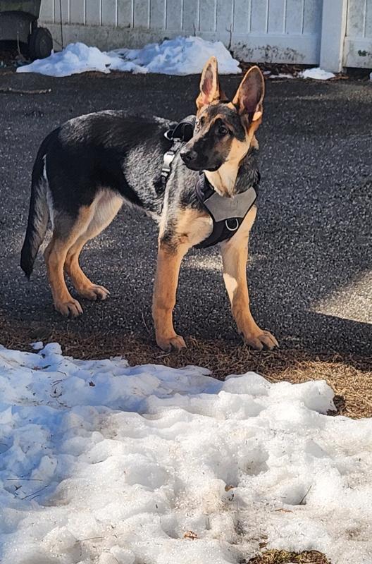 my new harness