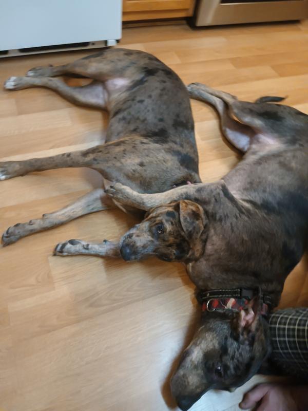 No toy left to take a picture of so here's our 90lb hounds that destroyed it
