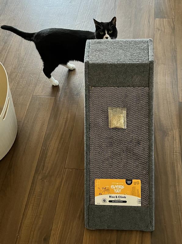 cat and ramp