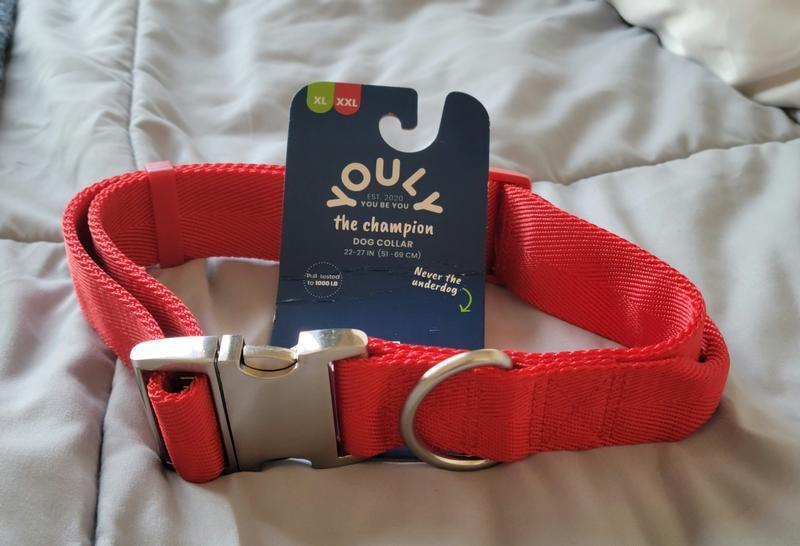 Youly the Champion Dog Collar as received