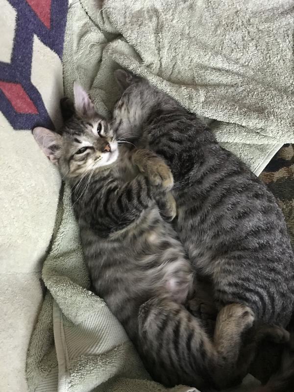 New babies