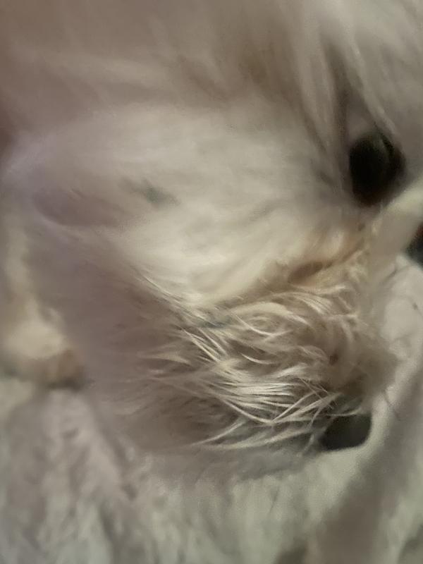 The before pictures he had matted whiskers and what I can only call gunk. I sprayed a little water, gently combed through the areas.  I was able to get everything out without any yelping or dirty looks from my dog. Groomers say it’s a hard to clean area.