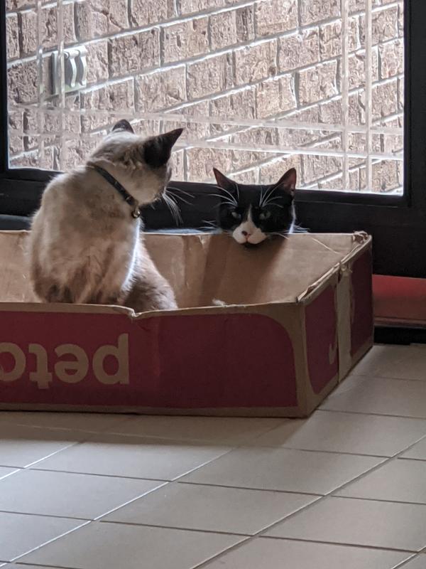 Photo - commentaire&nbsp;8.