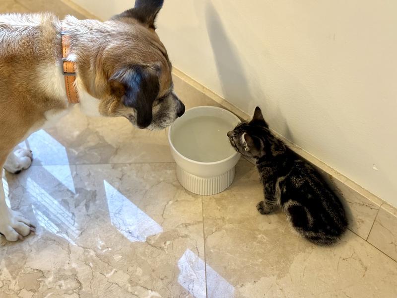 Accommodates a range of pet sizes