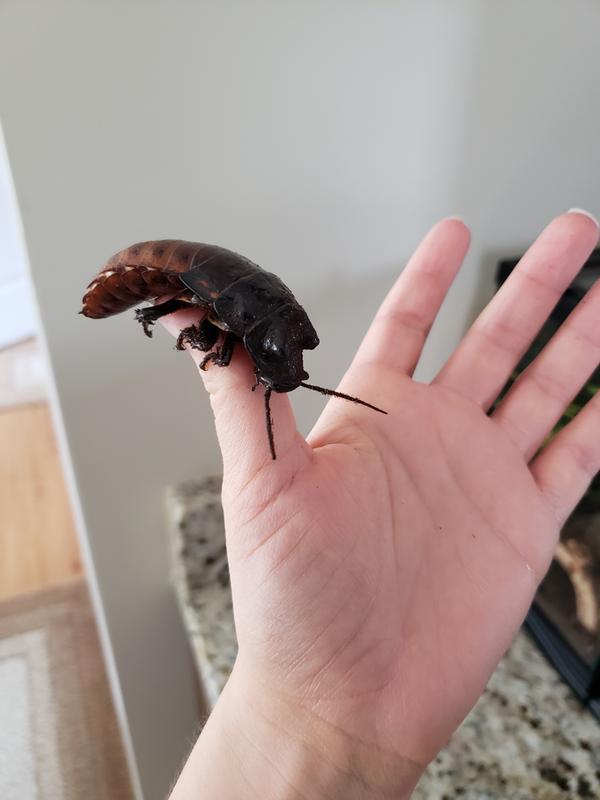 Massive male