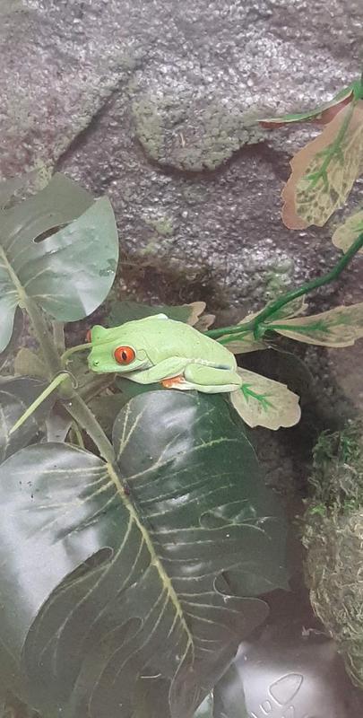 Bulbasaur's leaf time