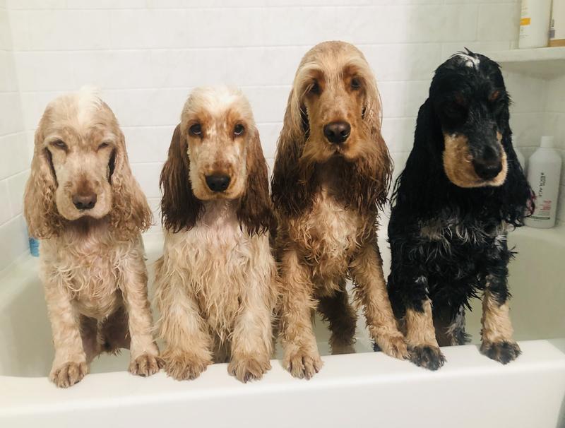 Wholehearted pups!