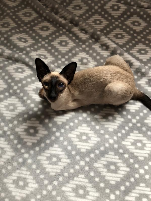 My trainee, Sammy