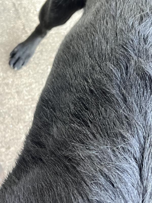 Las pictures is what the coat looks after use