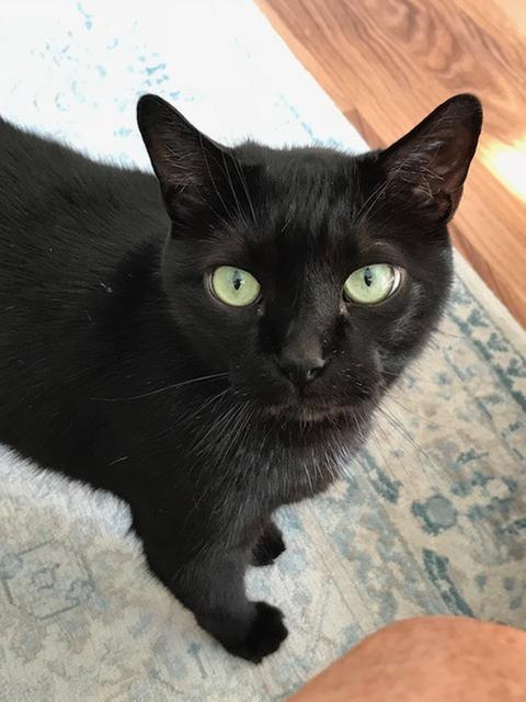Aries (15 yrs)