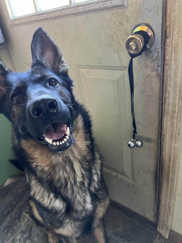 My GSD posing with the bells