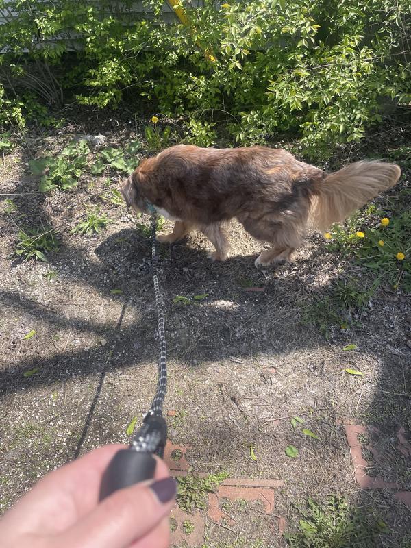 Aussie on the leash