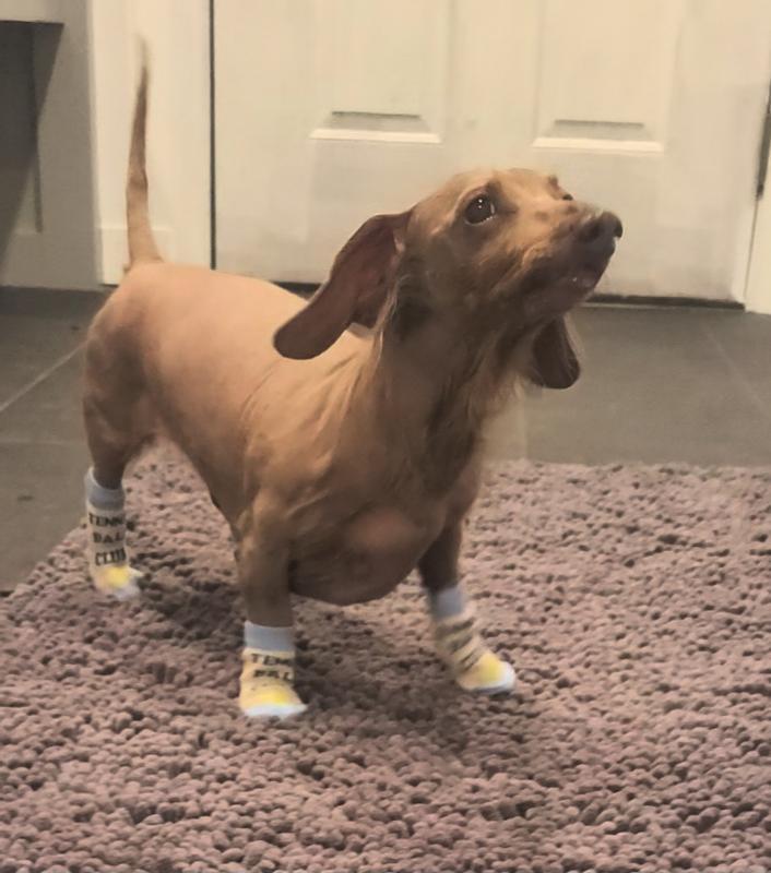 Oliver loving his Tennis ball socks🐾